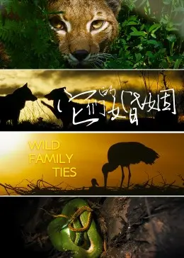 《它们的婚姻》：都市情感迷局，婚姻的真相是爱还是算计？